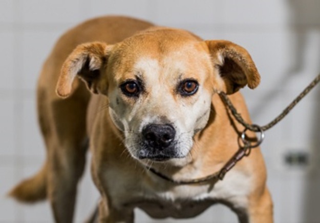 Vênus é uma cachorra de cor caramelo, com pelos brancos na face e no peito